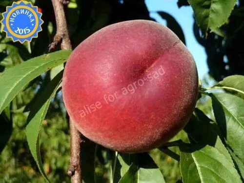 Персик гермиона описание сорта фото Персик Гермиона /Hermione/ - Агро Сад Fruit, Hermione, Plum