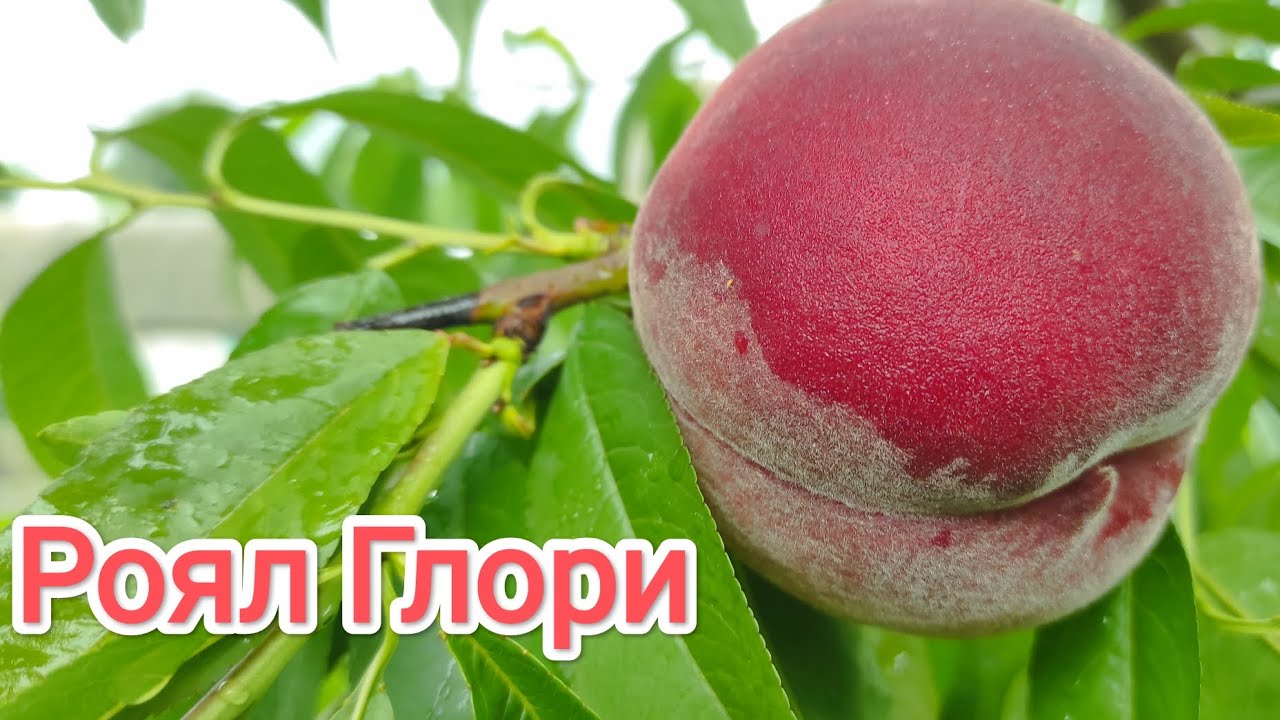 Персик глория описание сорта фото Персик роял глория описание сорта фото