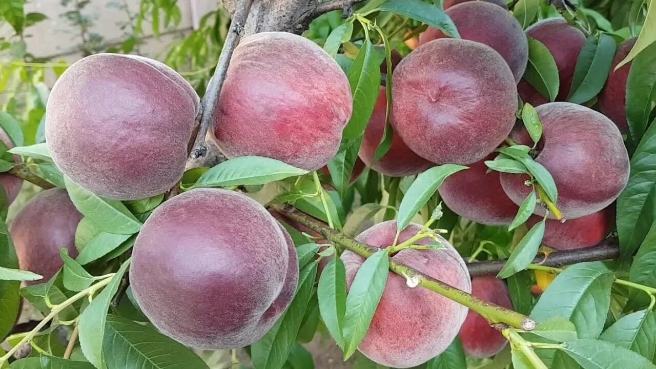 Персик глория описание сорта фото Peach Royal Majestic / ПЕРСИК РОЯЛ МАДЖЕСТИК - YouTube