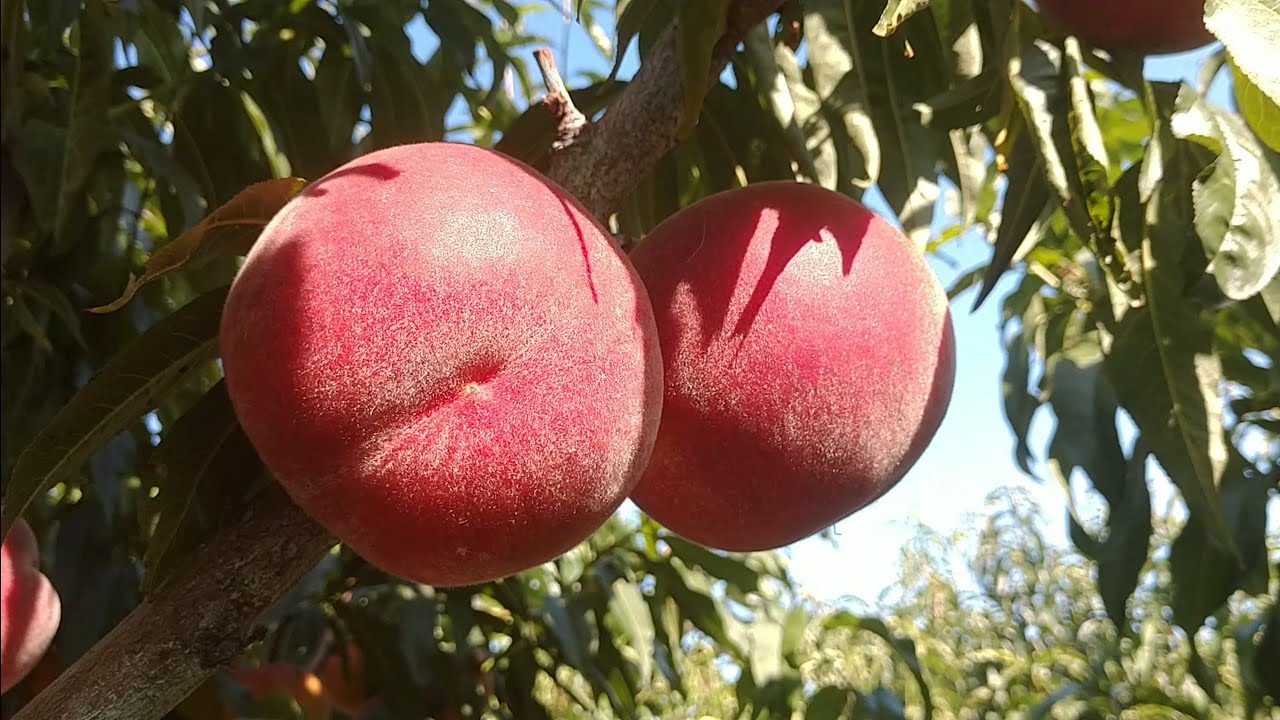 Персик глория описание сорта фото отзывы Персик Роял Тайм. Peach Royal Time. Солодкий представник серії Royal. Огляд від 