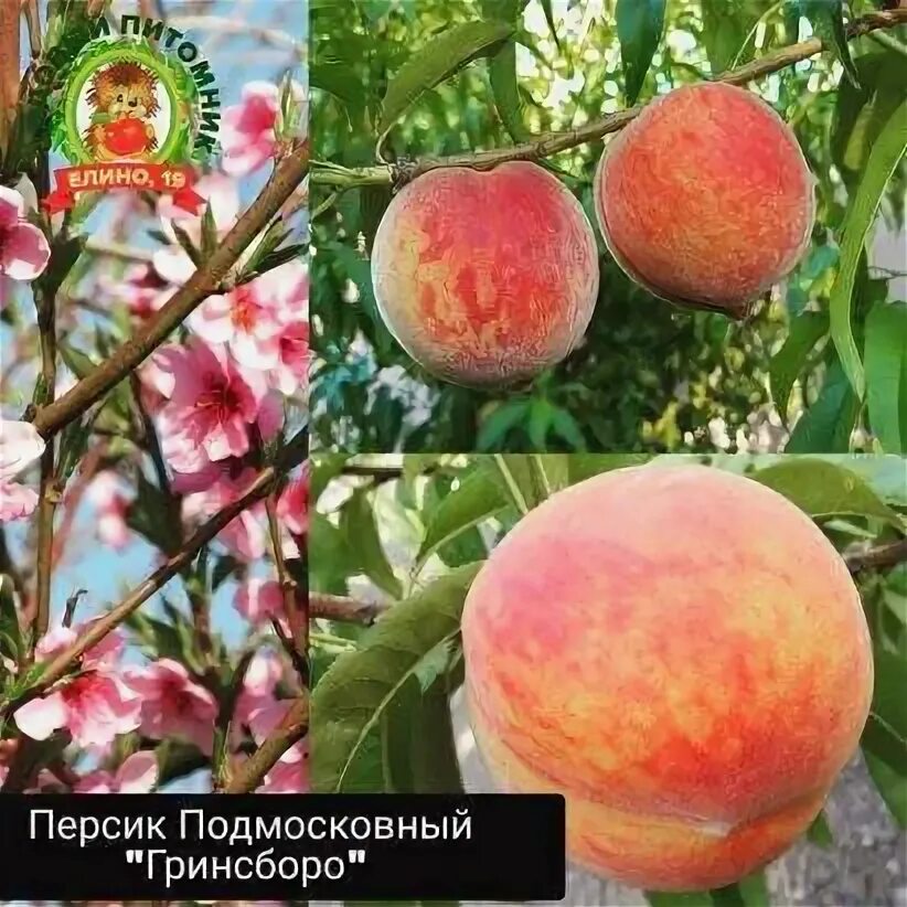 Персик гринсборо описание сорта фото отзывы Персик гринсборо фото - Arhids.ru