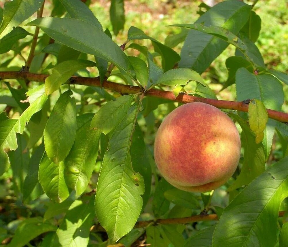 Персик гринсборо описание сорта фото отзывы садоводов Pin by Impreuna Cu Ingerii (Angels) on Prunus persica Piersicul Prunus, Peach, P