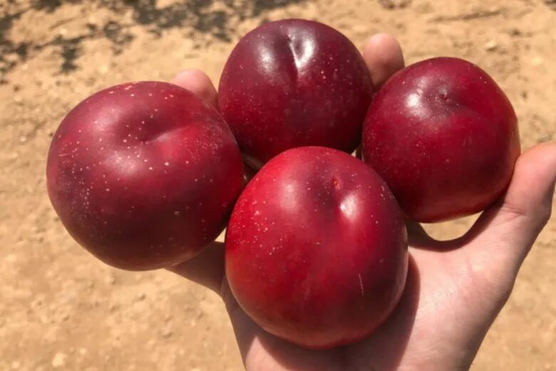 Персик харко описание сорта фото отзывы Patagonia Nectarine Variety - Tsesmelis Fruit & Nut Nursery - Greece