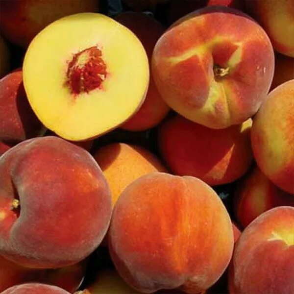 Персик хармони описание сорта фото отзывы Flamin' Fury ® (PF 23) Peach Tree - Stark Bro’s