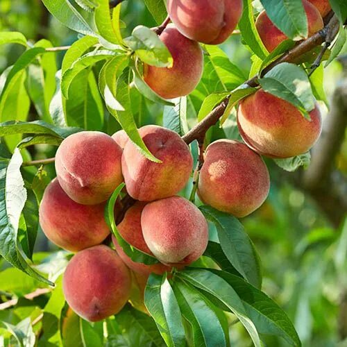 Персик хармони описание сорта фото отзывы Peach Suncrest 5L 90-110cm Fruit trees, Peach trees, Peach