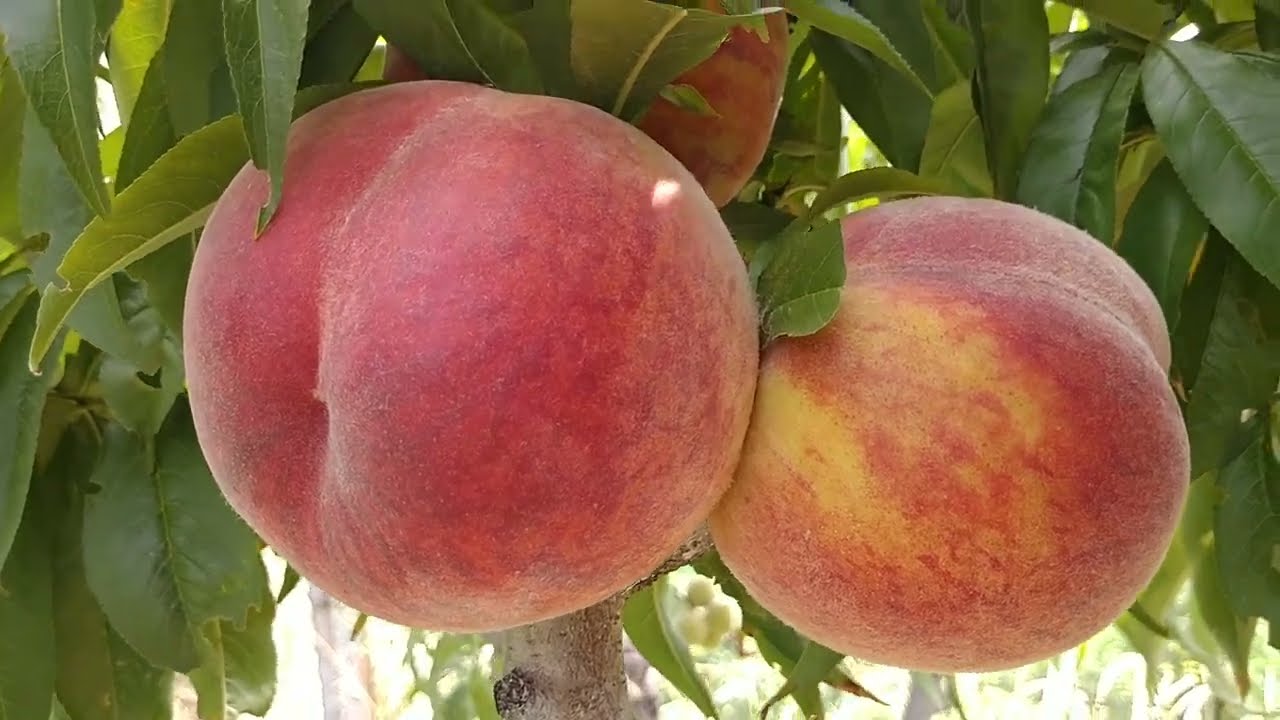 Персик харнас описание сорта фото отзывы Персик Харнас. Peach Harnas. Морозостійкий сорт зі стабільною врожайністю. Огляд