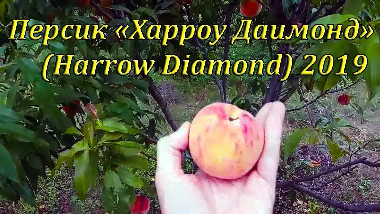 Персик харроу даймонд описание сорта фото отзывы Персик Харроу Даимонд (Harrow Diamond) 2019 - YouTube
