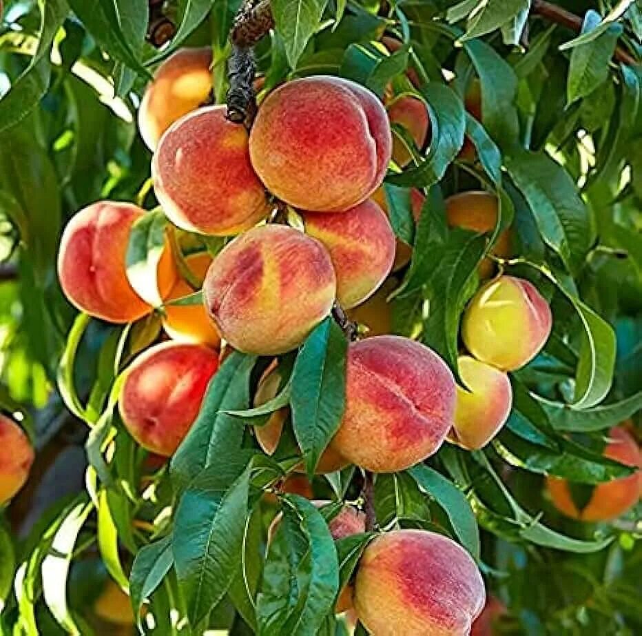 Персик харроу фото Amazon.com: Vine Peach Seeds