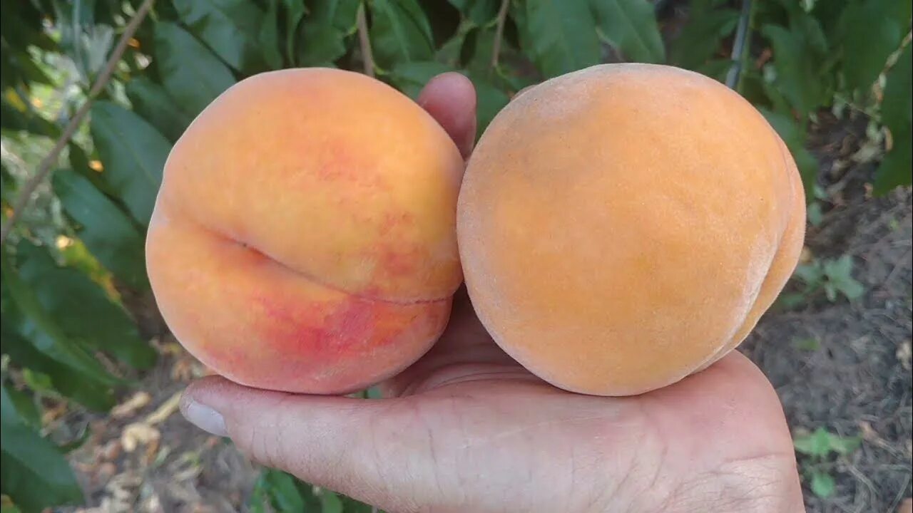 Персик харроу фото Персик Нерине (перкоче) /peach Nerine/ Урожай 2021. Отзыв от питомника Макси Сад