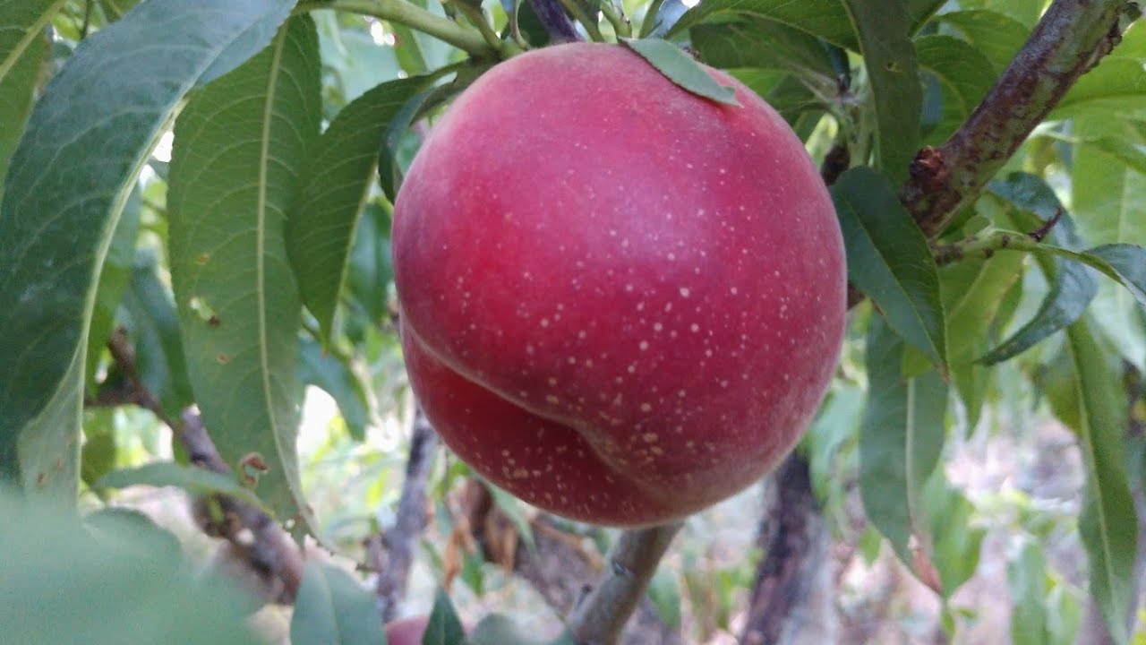 Персик харроу фото Новинка! Персик Редвінгс. Peach Redvings. Ранній аналог персика Фіделія. - YouTu