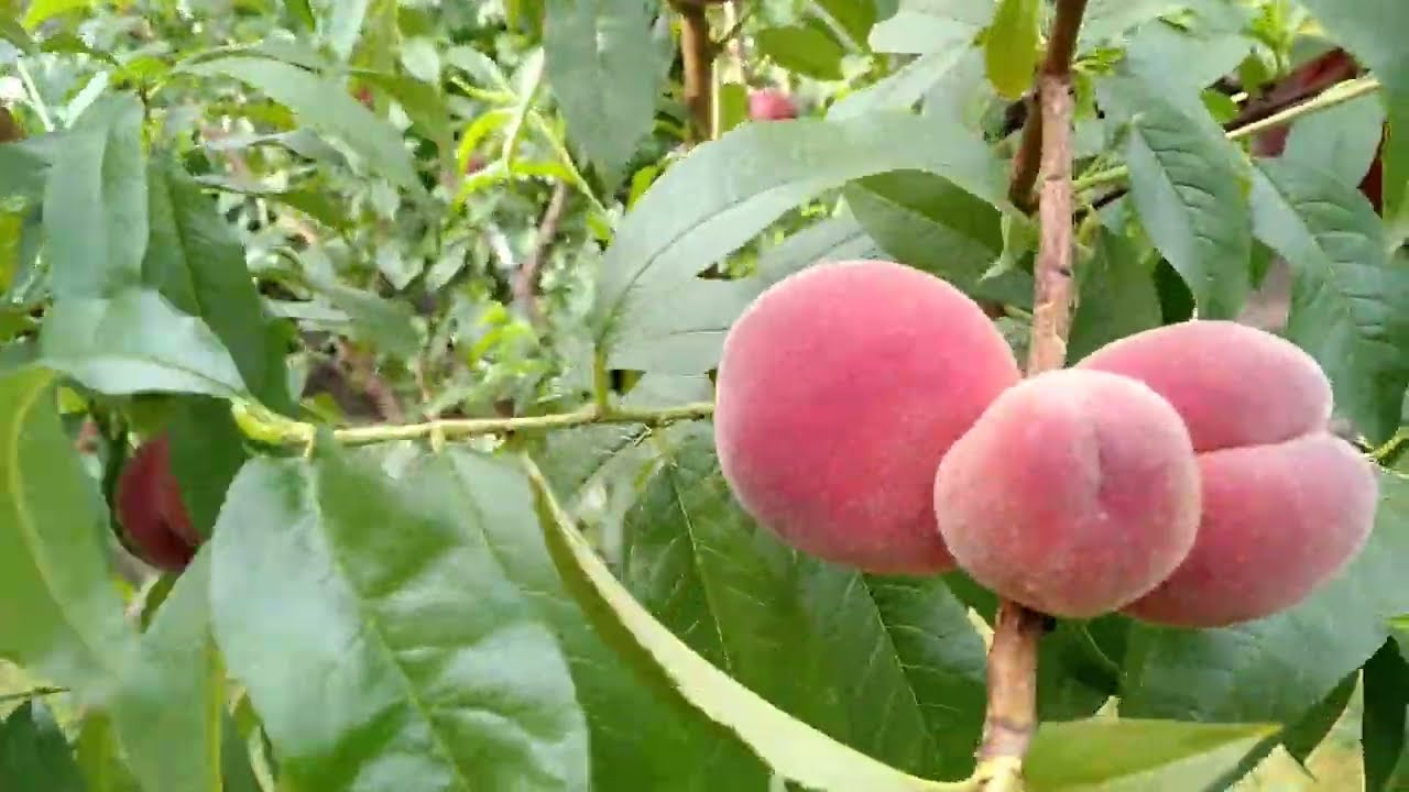 Персик харроу фото К вопросу о черенках персика. Скоро прививать! - YouTube
