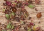 Персик и ракушка у девушек фото разница Персик щавель ракушка как определить фото Shtampik.com