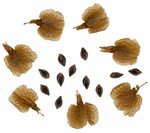 Персик и ракушка у девушек фото разница Форма половых губ щавель ракушка персик фото Shtampik.com