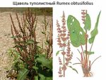 Персик и ракушка у девушек фото разница Щавель ракушка персик у девушек фото разница