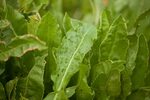 Персик и ракушка у девушек фото разница Персик ракушка щавель у девушек