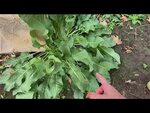 Персик и ракушка у девушек фото разница Щавель персик ракушка у девушки 18