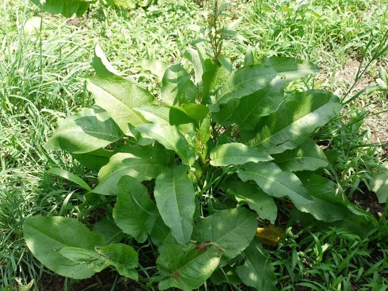 Персик и щавель у девочек фото Edible and Medicinal DOCK seeds 10, 20 for GIN Edible wild plants, Plants, Edibl
