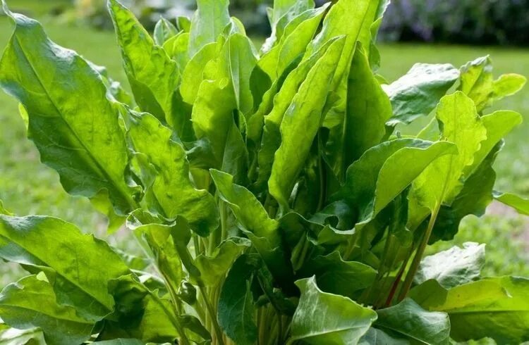 Персик и щавель у девочек фото Семена Щавель Зодчий серия Русский вкус: описание сорта, фото - купить с доставк