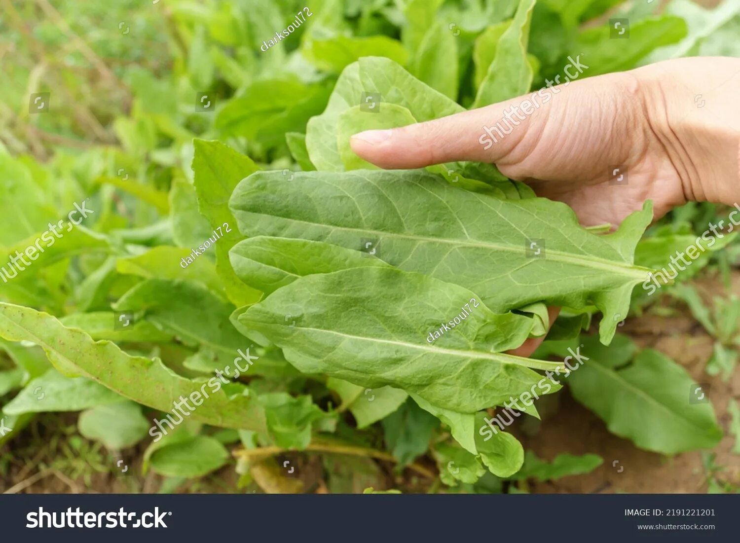 Персик и щавель у девочек фото 3 659 рез. по запросу "Sorrel growing" - изображения, стоковые фотографии и вект