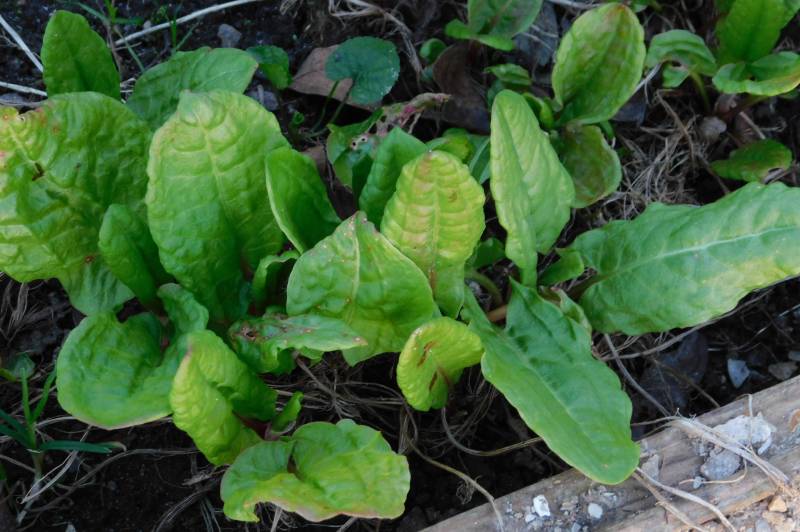 Персик и щавель у девочек фото Садовое обозрение/Garden review - LiveJournal