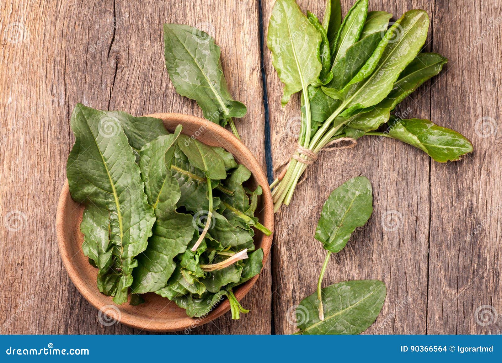 Персик или щавель как выглядят у женщин Fresh sorrel vegetable stock photo. Image of cooking - 90366564