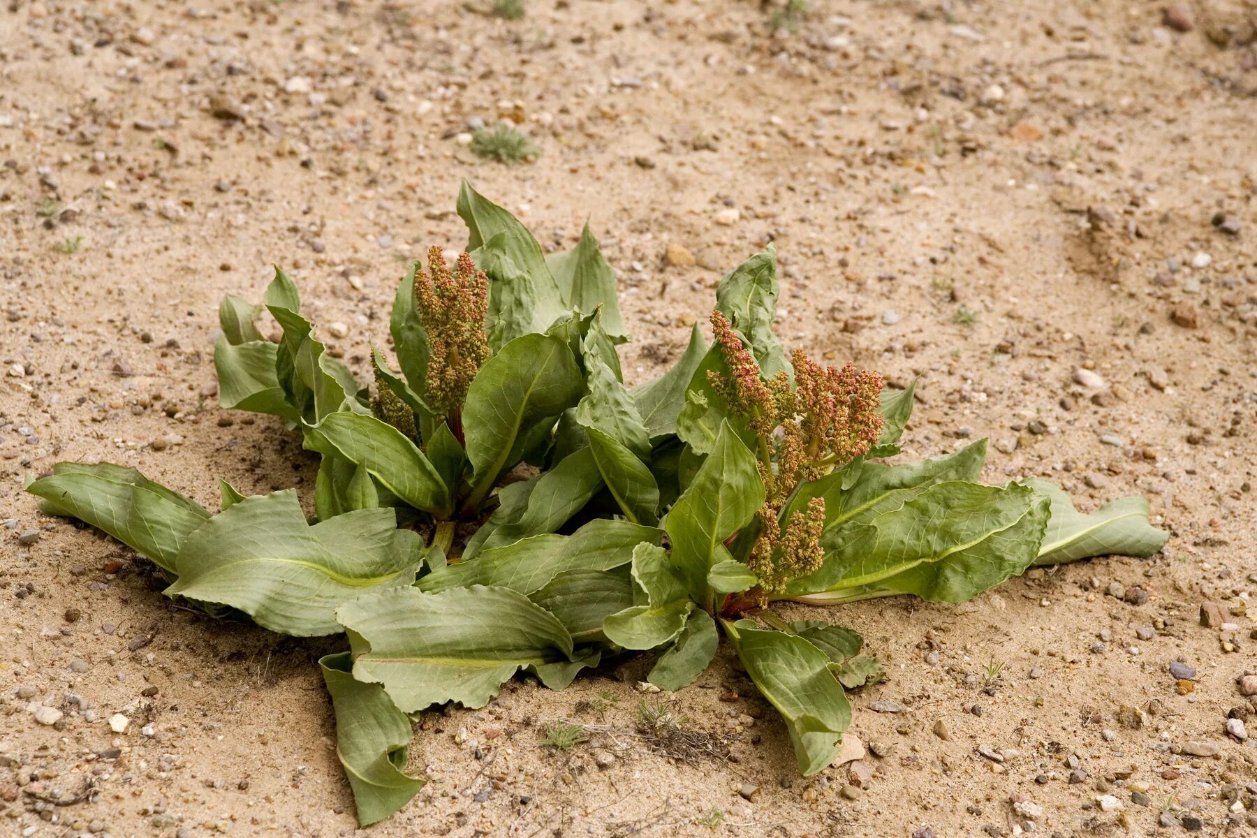 Персик или щавель как выглядят у женщин NMSU: Selected Plants of Navajo Rangelands