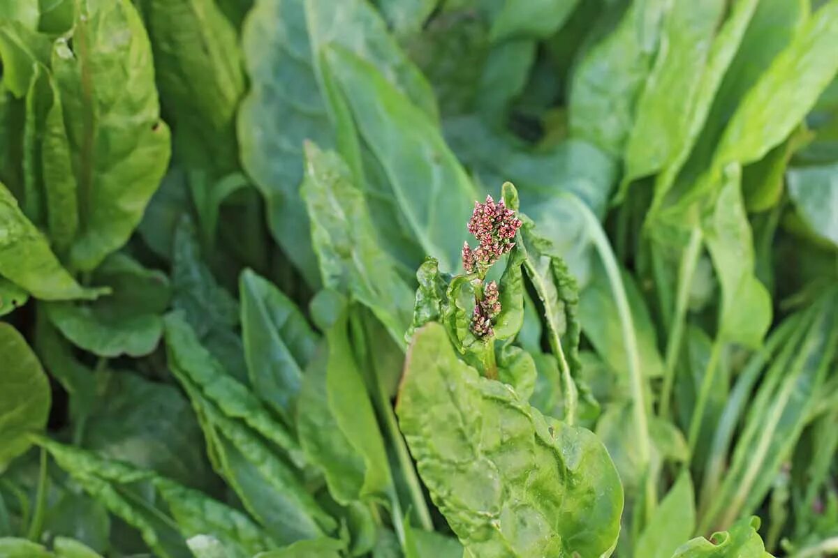 Персик или щавель как выглядят у женщин How to Plant and Grow Sorrel Gardener’s Path