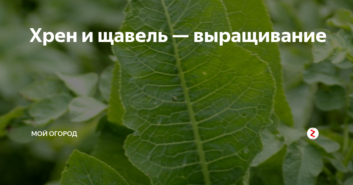 Персик или щавель как выглядят у женщин Хрен и щавель - выращивание Мой огород Дзен