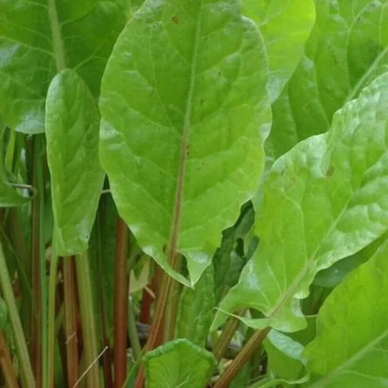 Персик щавель ракушка разница фото Amazon.com: Red Sorrel Seeds