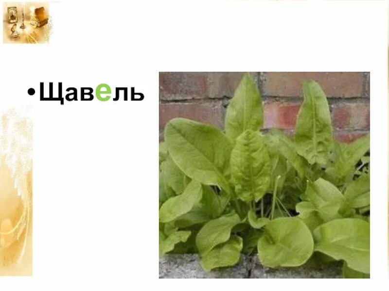 Персик щавель ракушка разница фото Щавель у девушки фото как выглядит ракушка: найдено 81 изображений