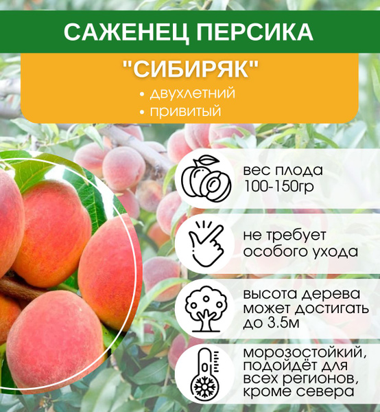 Персик сибиряк фото Саженцы Персик Сибиряк - купить с доставкой по выгодным ценам в интернет-магазин