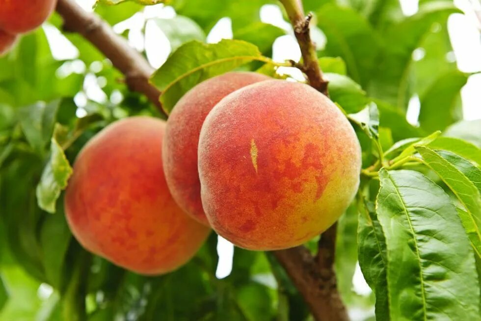 Персик сибиряк фото 8 секретов богатого урожая персика в средней полосе Peach, Faire pousser un avoc