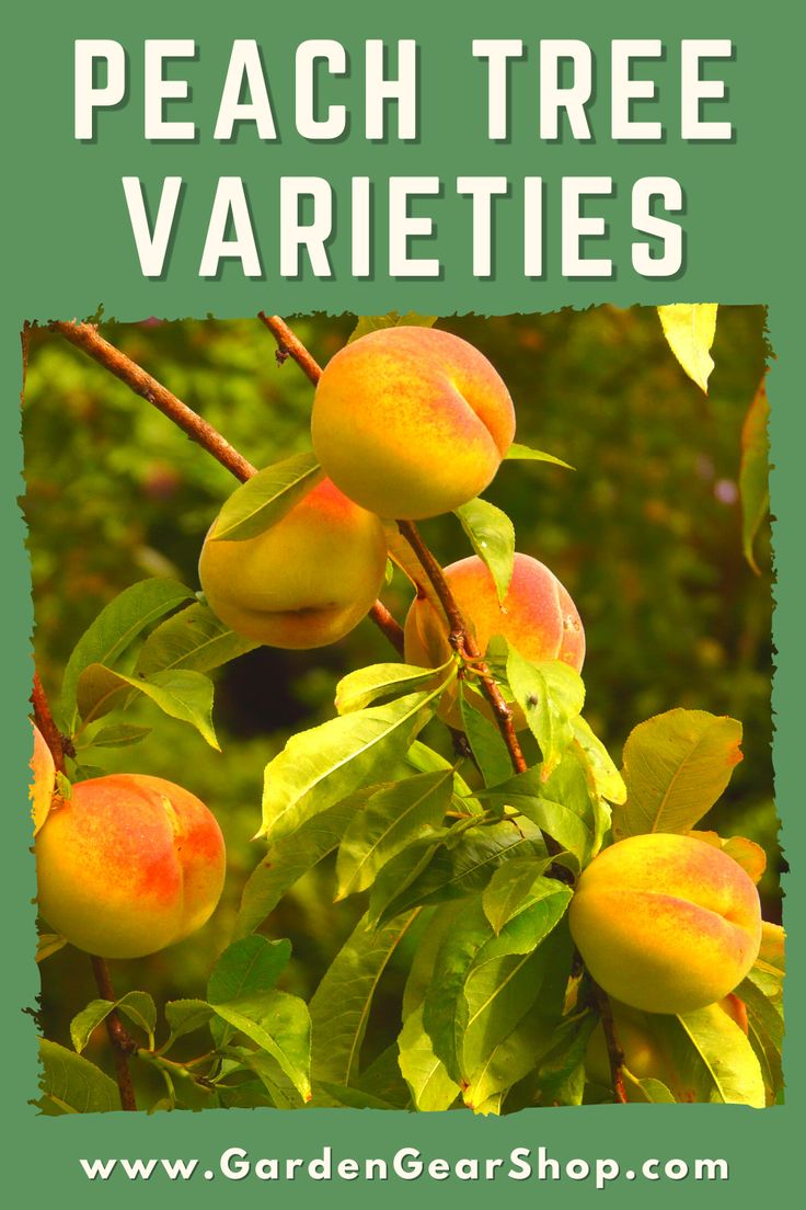 Персик сибиряк фото Peach Tree Varieties Peach trees, Peach, Garden guide