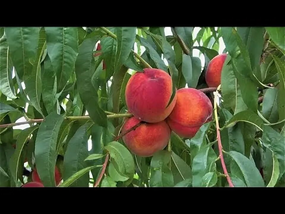Персик сорт ред хевен фото Сорт-эталон /Плодоношение персика Ред Хевен - YouTube