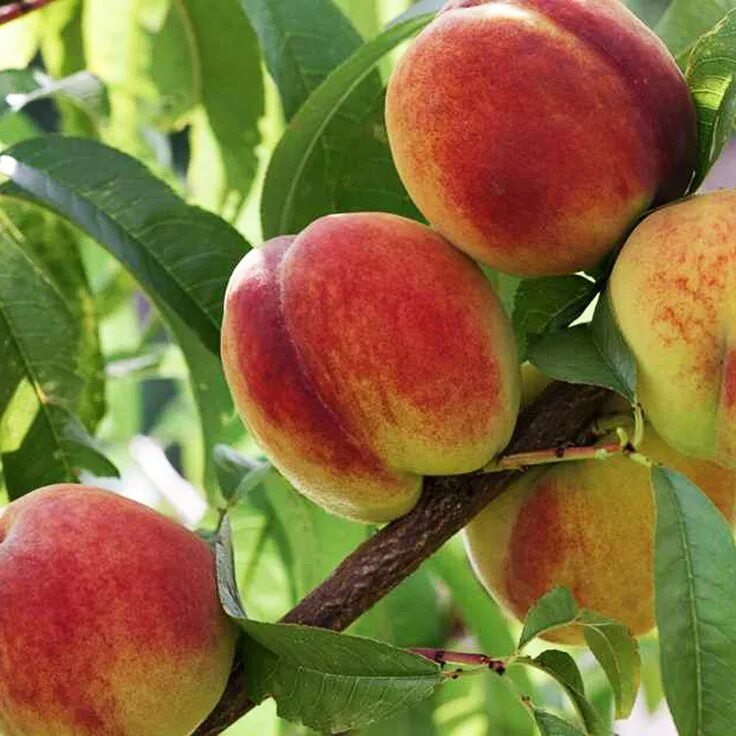 Персик сорт сочный фото Summer Prince Peach in 2022 Peach, Peach trees, Princes peach