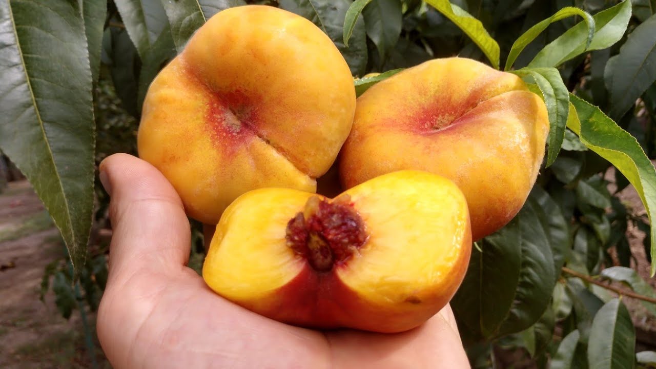 Персик свит дрим описание сорта фото Інжирний персик Світ Багел. Peach Sweet Bagel. Смачний сорт на початку осені. Ог