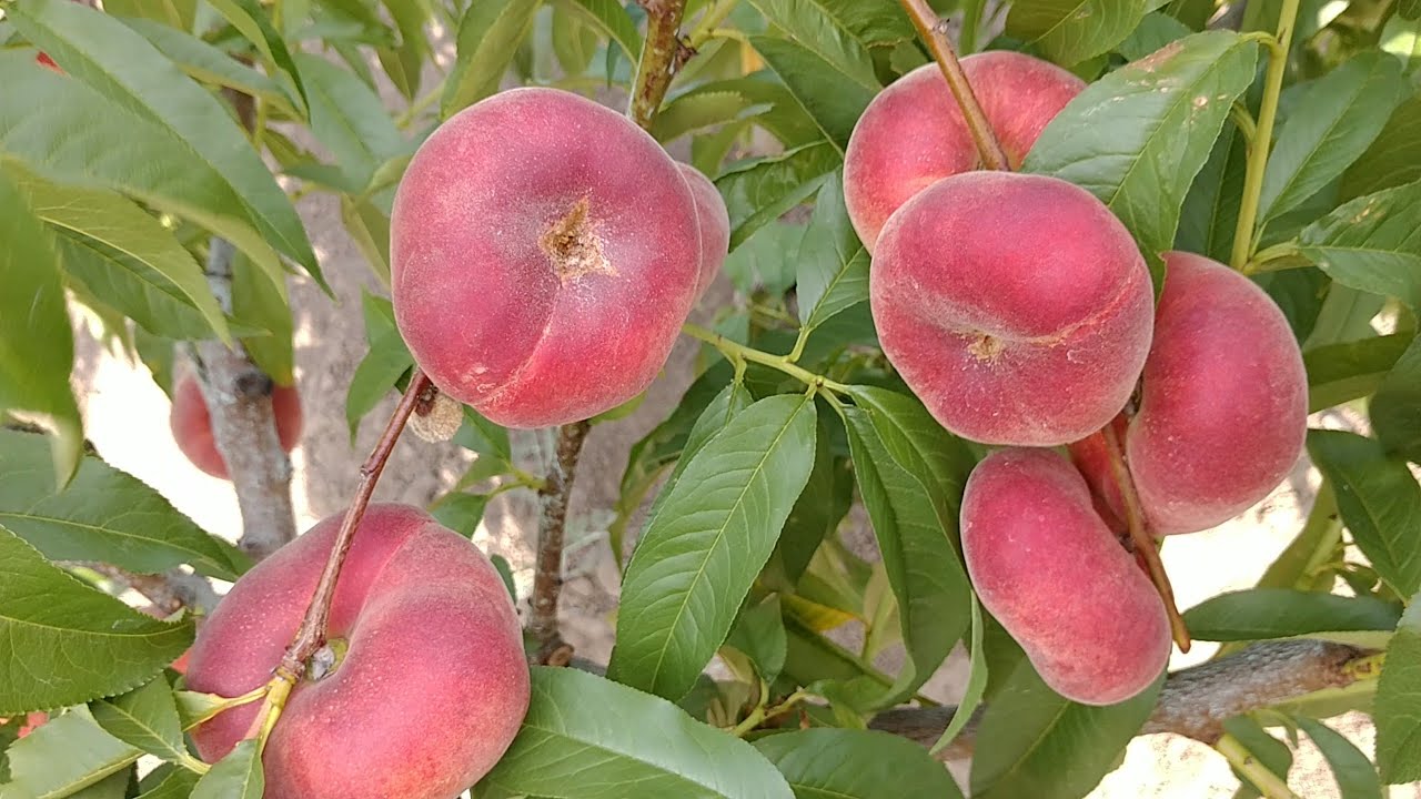 Персик свит дрим описание сорта фото Инжирный персик Свит Ринг. Peach Sweet Ring. Ранний сорт. Просто медовые плоды! 