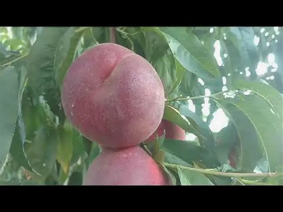 Персик свит дрим описание сорта фото Персик Свит Дрим /peach Sweet dream/ Урожай сладких плодов. Отзыв и видео от пит