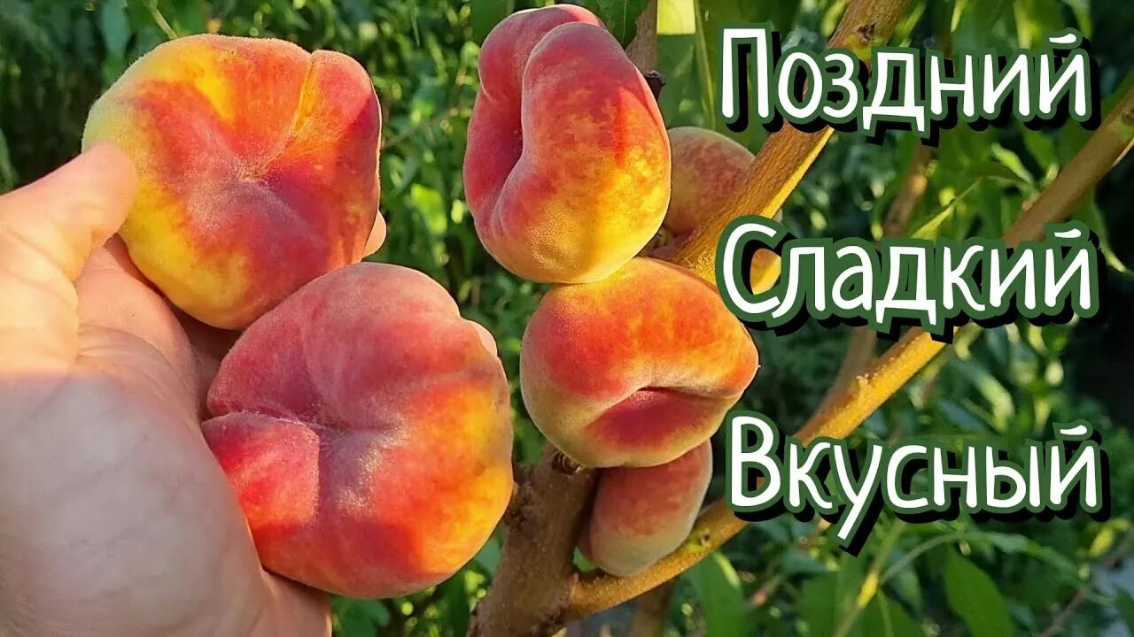 Персик свит дрим описание сорта фото Персик Свит Багел /Sweet Bagel - YouTube