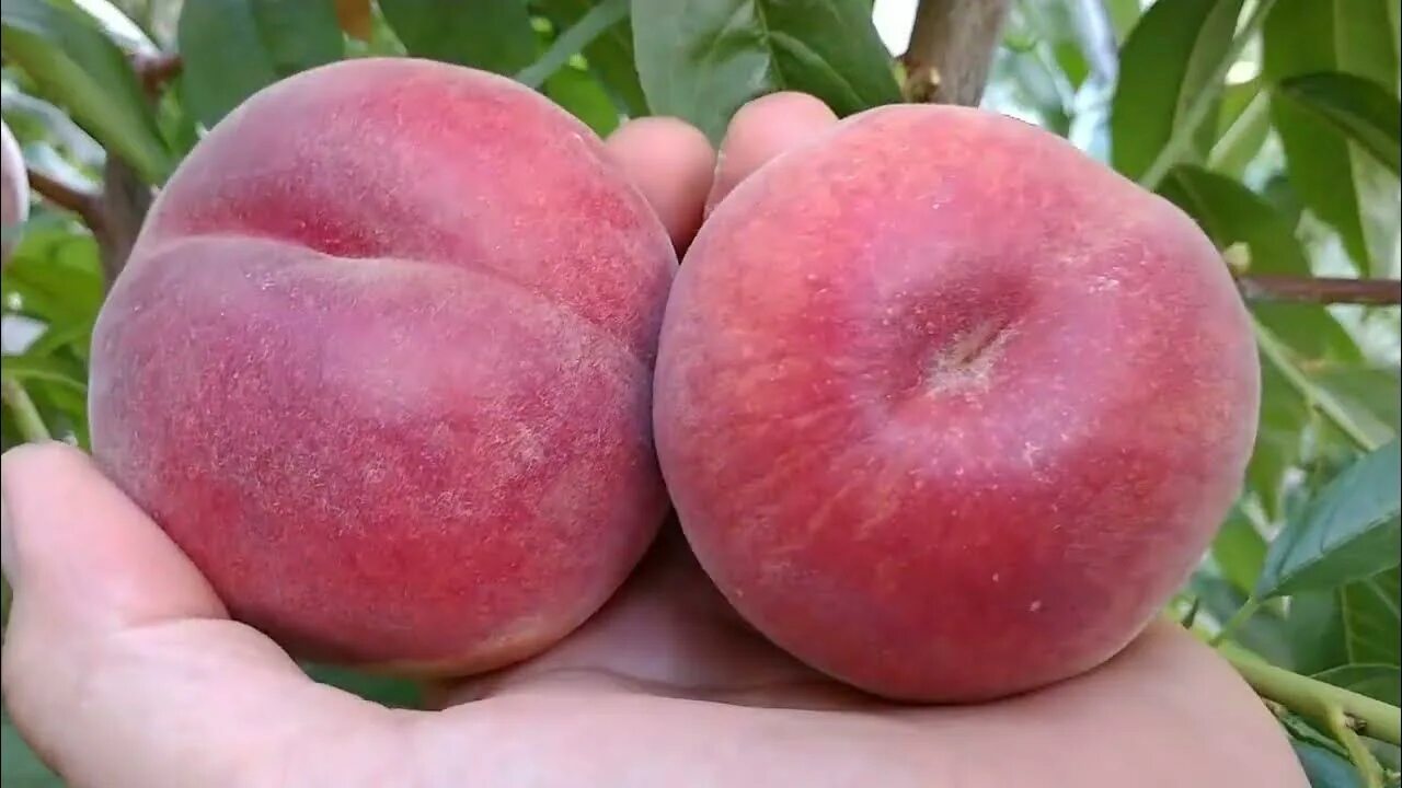 Персик свит ринг описание сорта фото отзывы Персик Карла. Peach Carla. Новый, ранний сорт. Качественный и вкусный! Отзыв и в