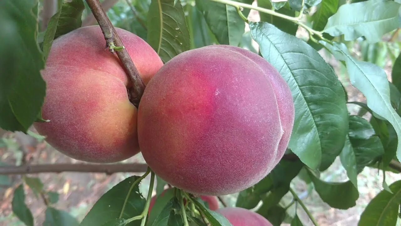 Персик топ свит описание сорта фото Персик Экстрим-436 /Peach Extreme-436/ Плоды 2021. Серия сладких персиков. Отзыв