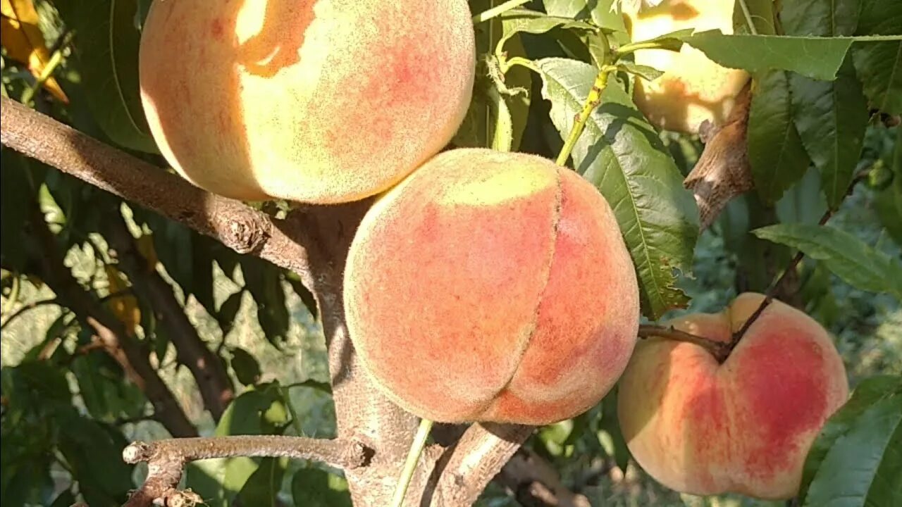 Персик топ свит описание сорта фото Новинка! Персик Перегрін. Peach Peregreen. Смачний, пізній сорт з білою м'якоттю