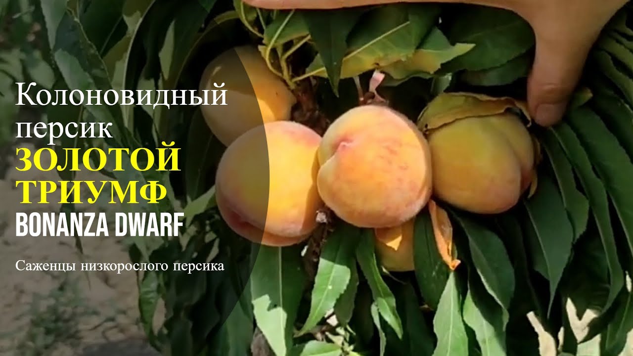 Персик триумф описание сорта фото отзывы Персик колоновидный Золотой триумф Россия Small Gardens - YouTube
