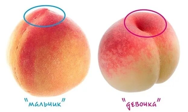 Персик у девушек фото Как выбрать персики? Советы эксперта. Спорт-Экспресс