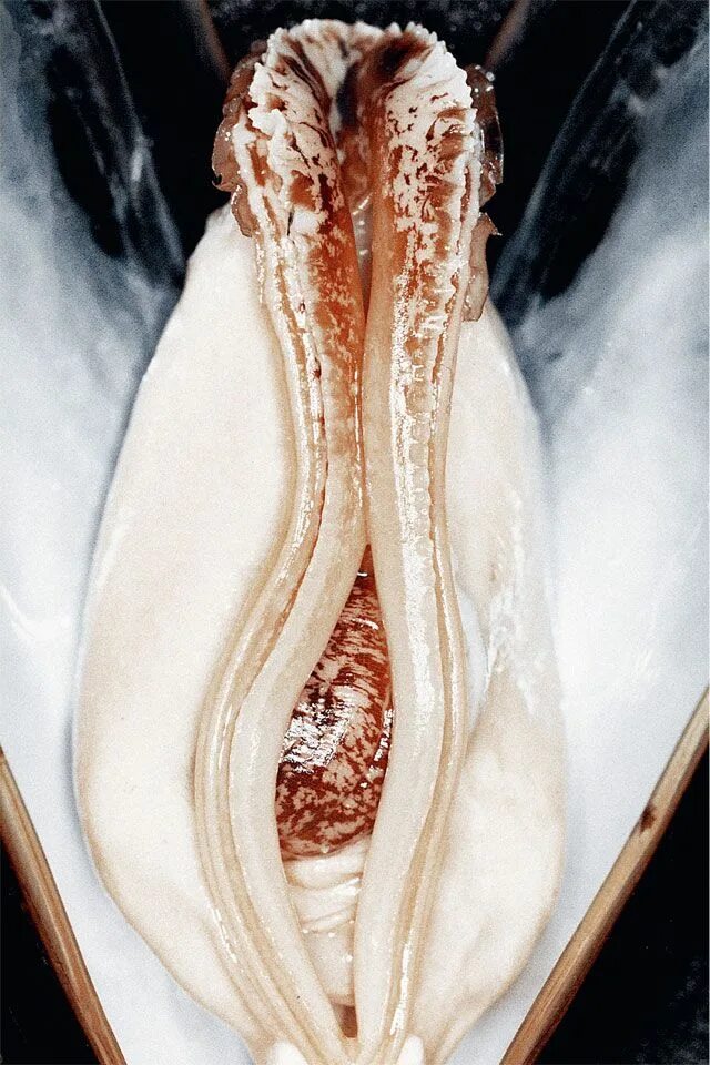 Персик у девушек фото половой орган Juxtapoz Magazine - Peter Kaaden's Zu Nah Extreme close up, Photo series, Still 