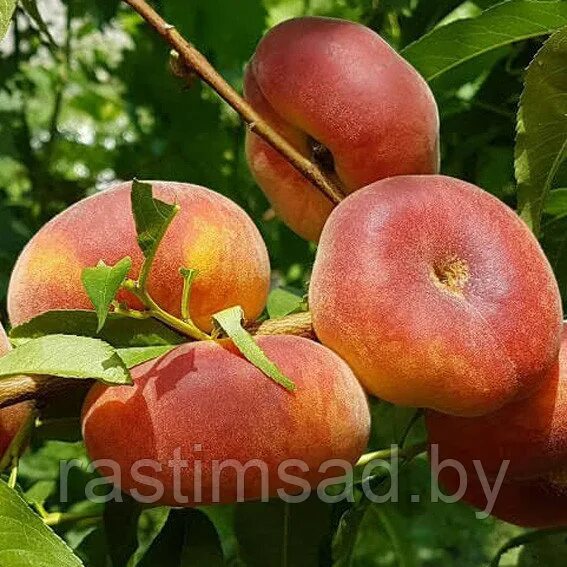 Персик уфо описание сорта фото Персик инжирный Свит Ринг (Sweet Ring)