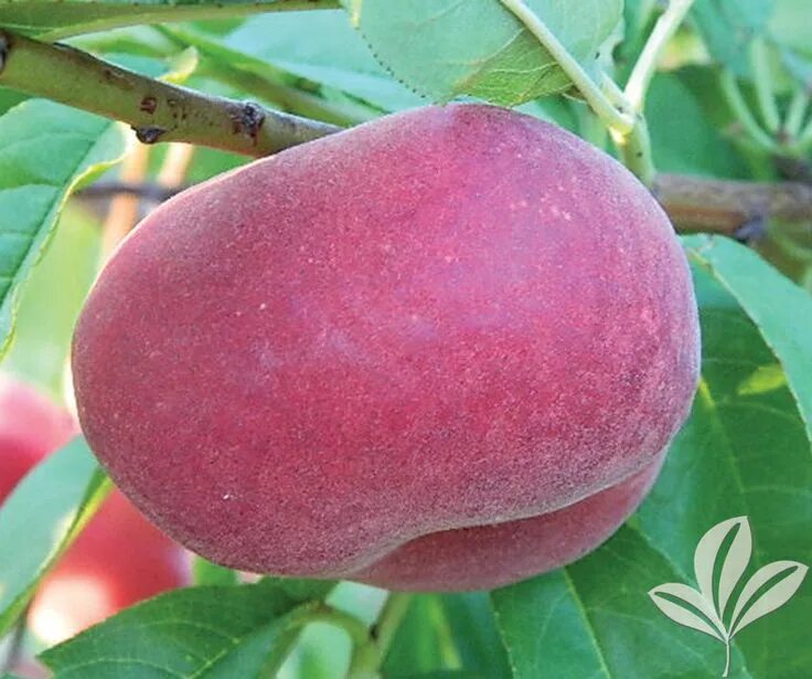 Персик уфо описание сорта фото PEACH flat delight one - Covingtons Peach, Growing fruit, Fruit trees
