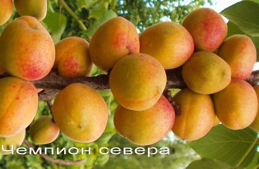 Персик уралец описание сорта фото отзывы Абрикос Чемпион Севера - 2-летка