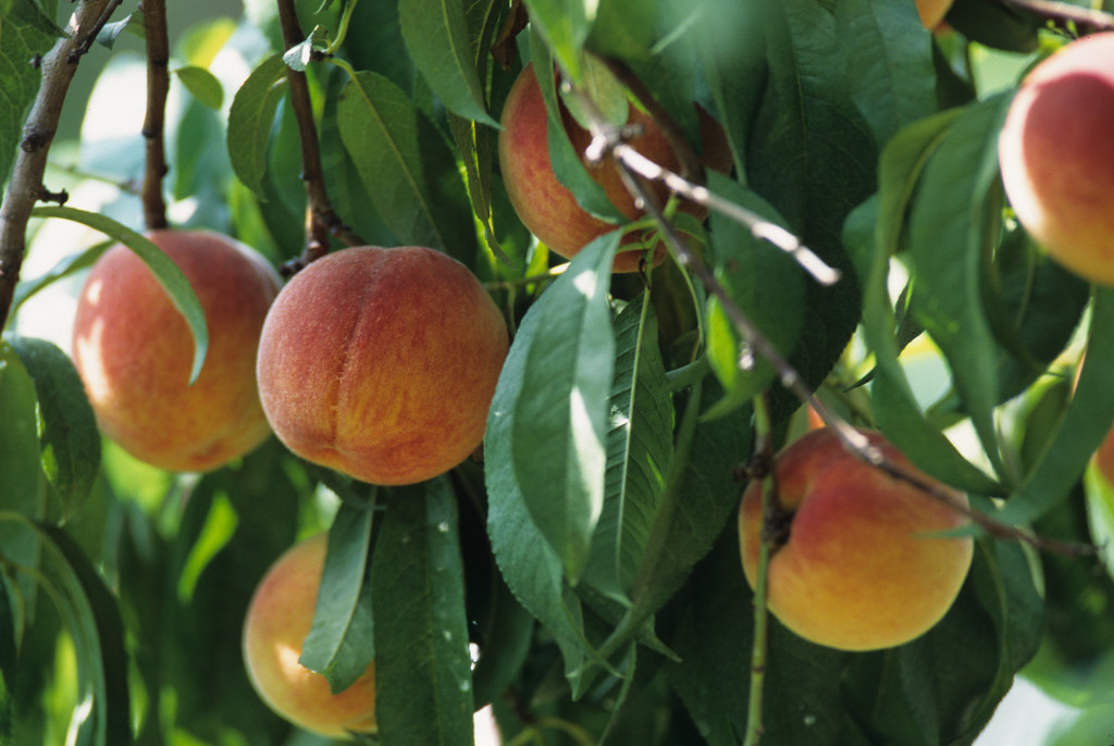 Персик в домашних условиях фото 20120106-OC-AMW-0703 Peaches on the Williams Manor Peach O. Flickr