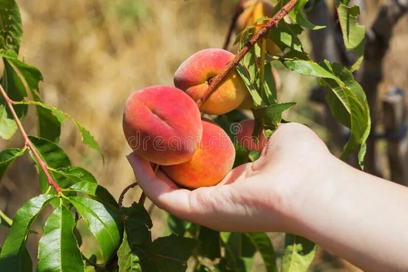 Персик в руке фото Red Peaches stock image. Image of appetizing, nutrient - 27520195
